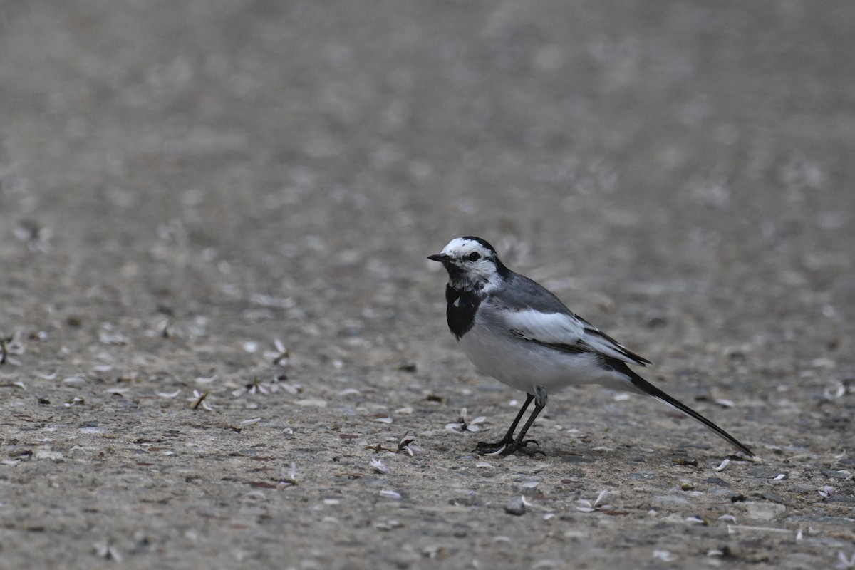 White Wagtail (ocularis) - Ting-Wei (廷維) HUNG (洪)