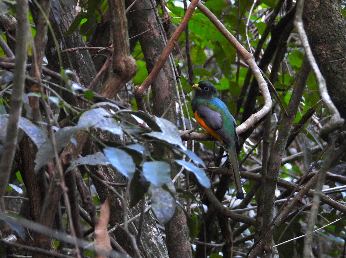 Trogon de Pelzeln - ML616893112