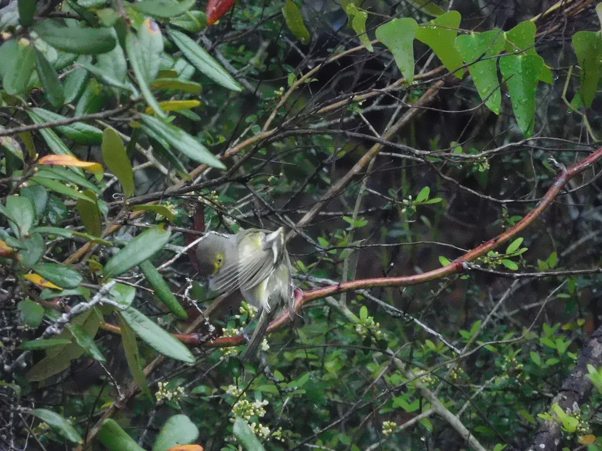 White-eyed Vireo - Dargan Jaeger