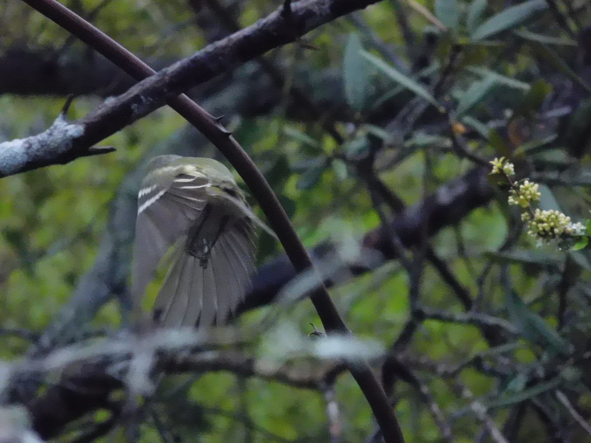 White-eyed Vireo - ML616893119