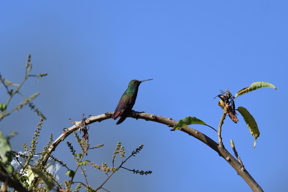 kolibřík mexický - ML616893121
