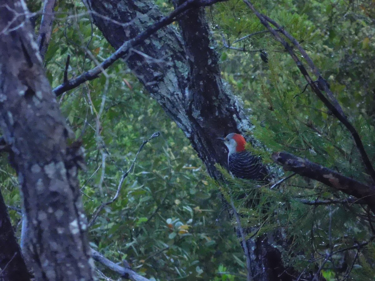 Red-bellied Woodpecker - ML616893126