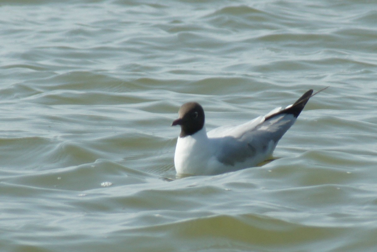 Black-headed Gull - ML616893129