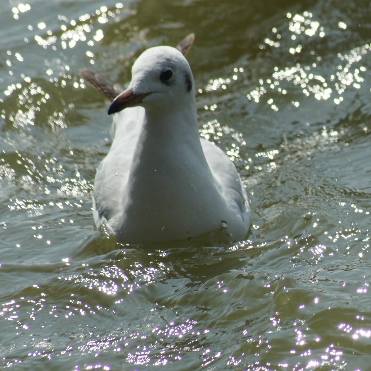 Mouette rieuse - ML616893130