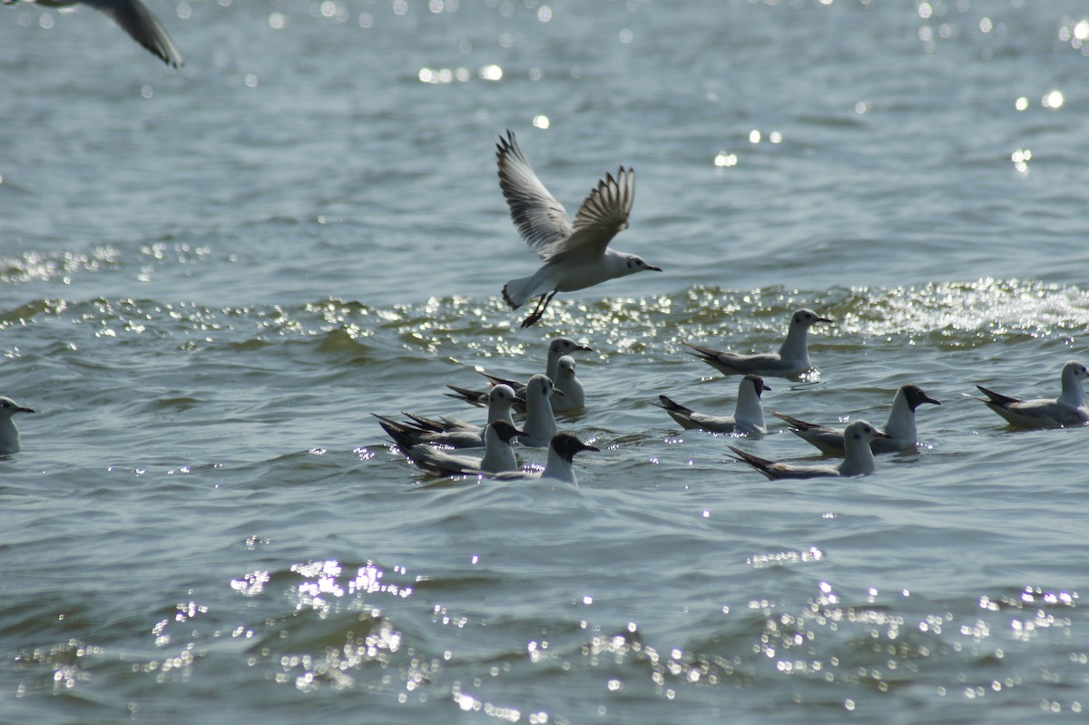 Black-headed Gull - ML616893131