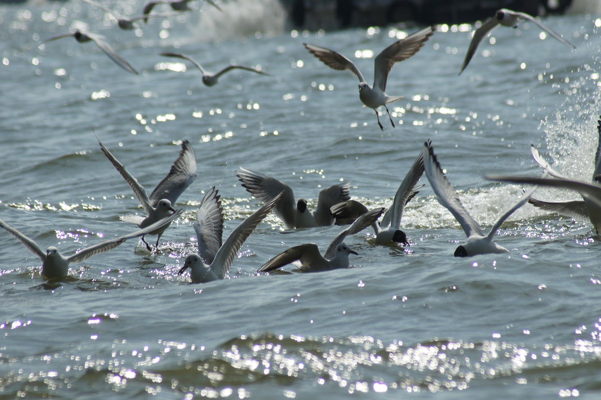 Mouette rieuse - ML616893134