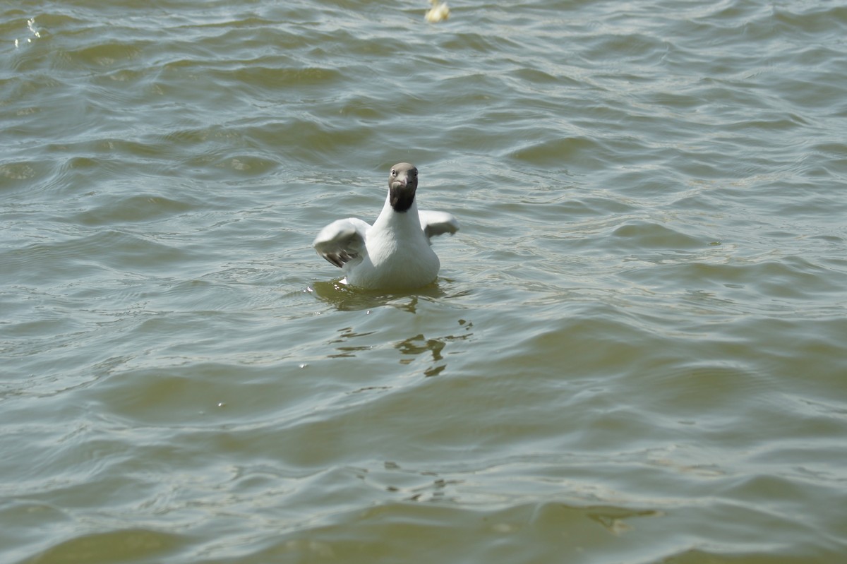 Brown-headed Gull - ML616893156