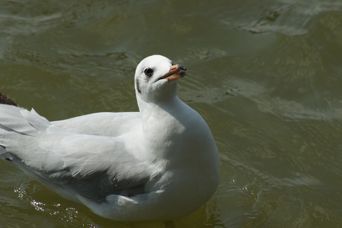 Brown-headed Gull - ML616893158