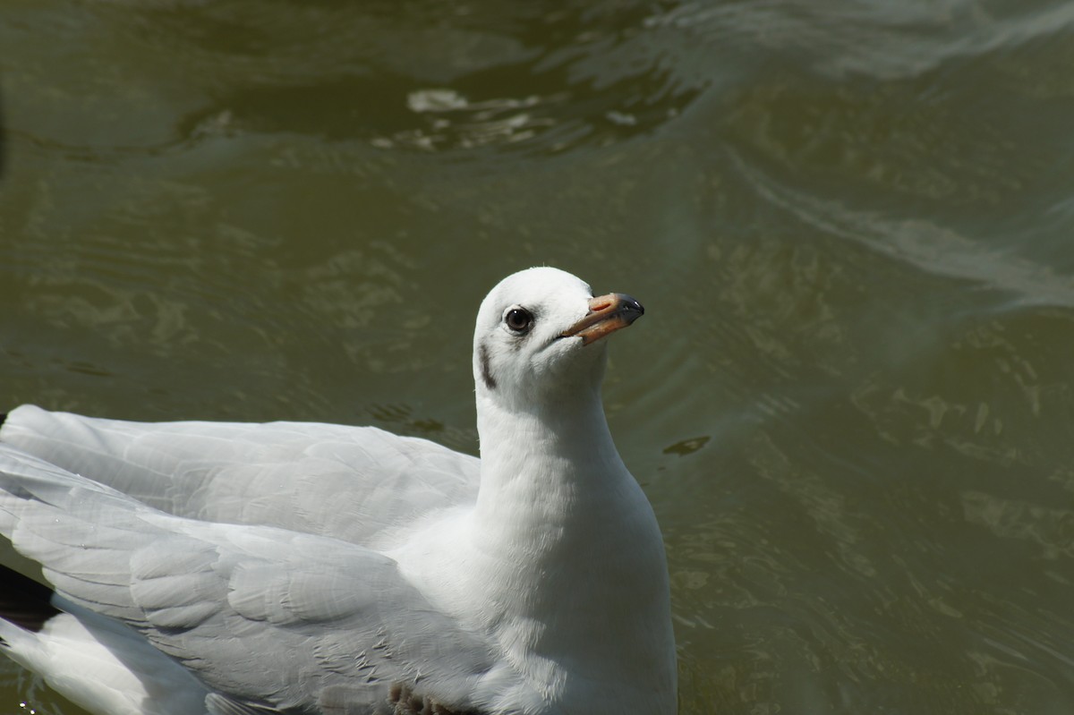 Brown-headed Gull - ML616893159