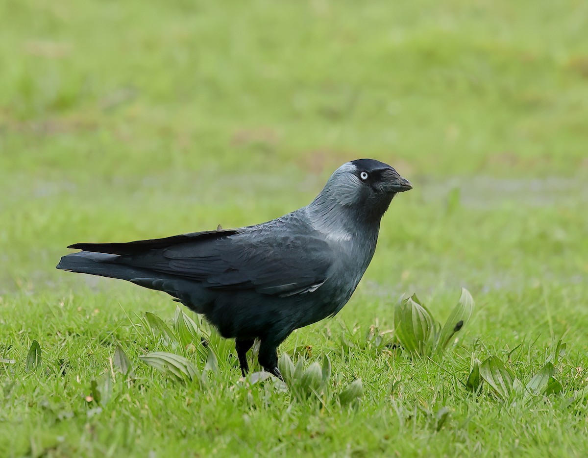 Eurasian Jackdaw - ML616893178