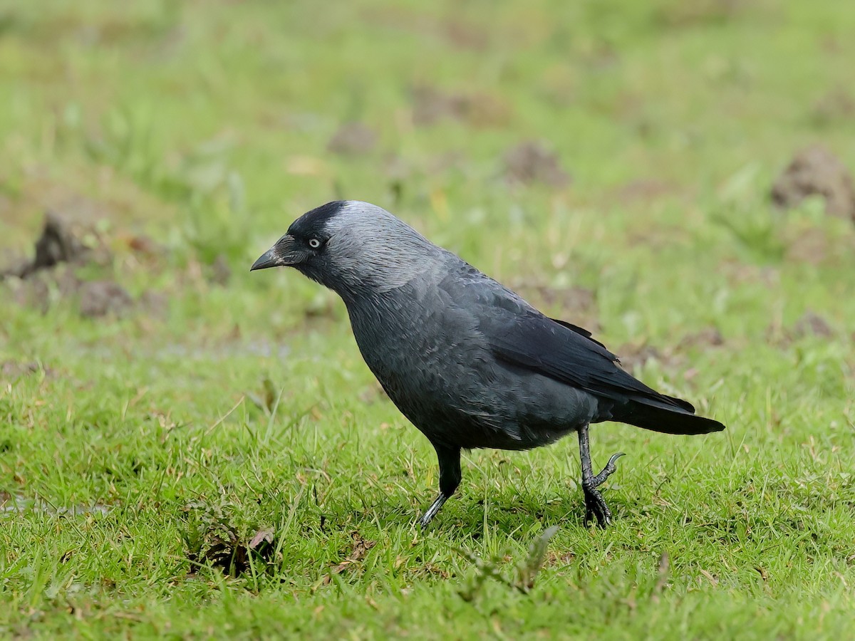 Eurasian Jackdaw - ML616893179