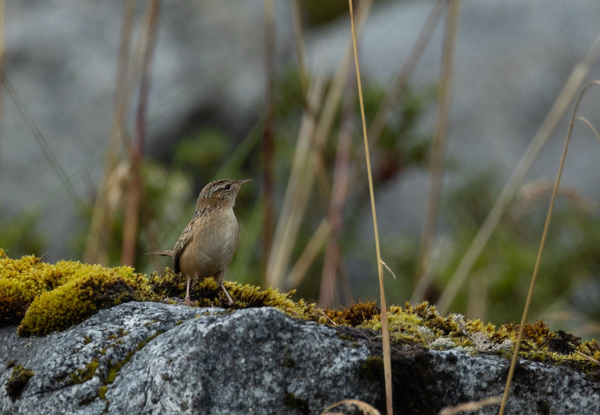 Травяной крапивник (hornensis/falklandicus) - ML616893183