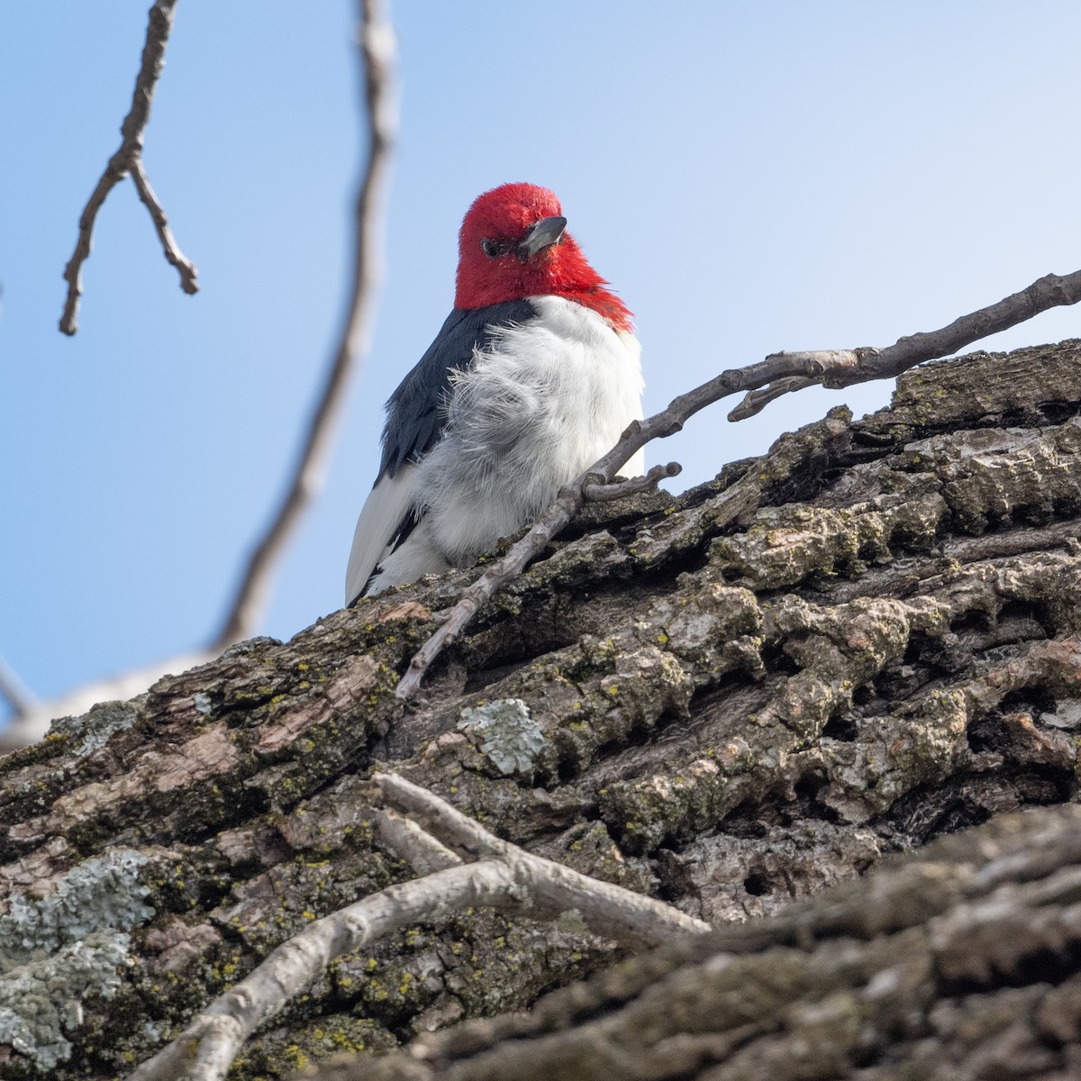 Red-headed Woodpecker - Alan Middleton
