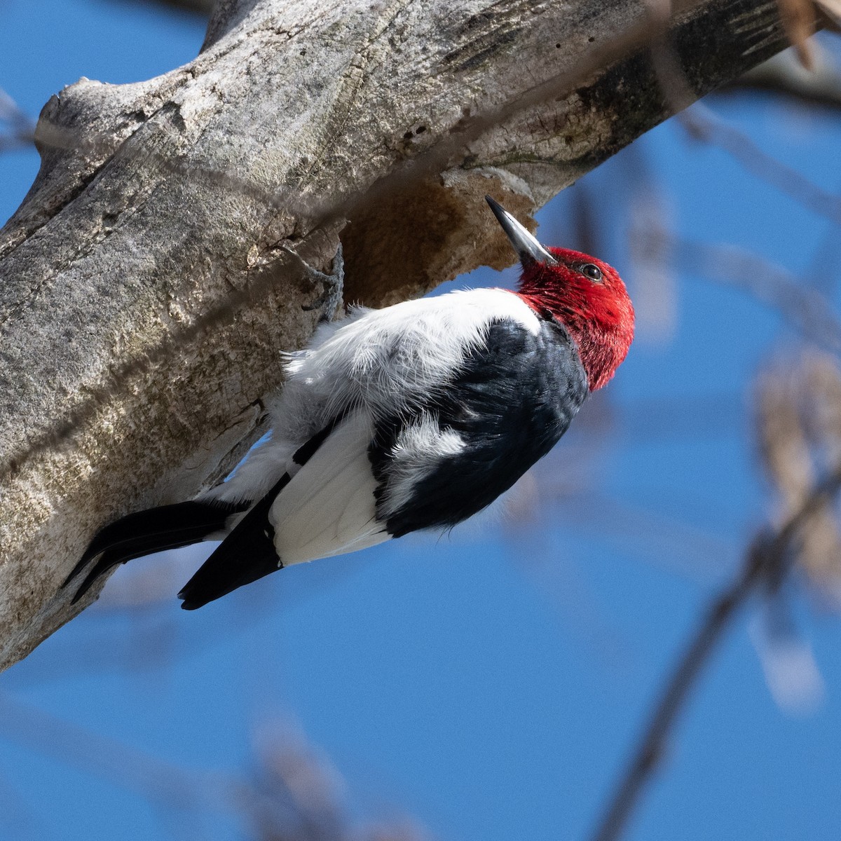 Red-headed Woodpecker - ML616893204