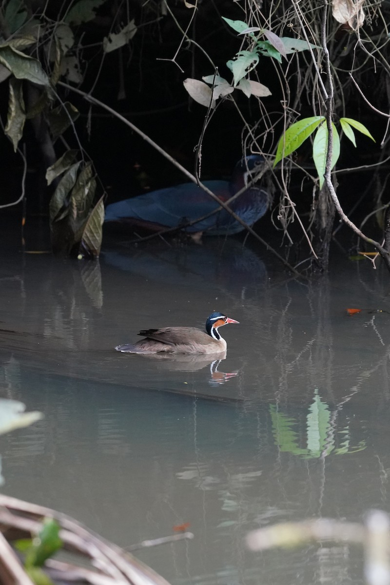 アカハラサギ - ML616893221