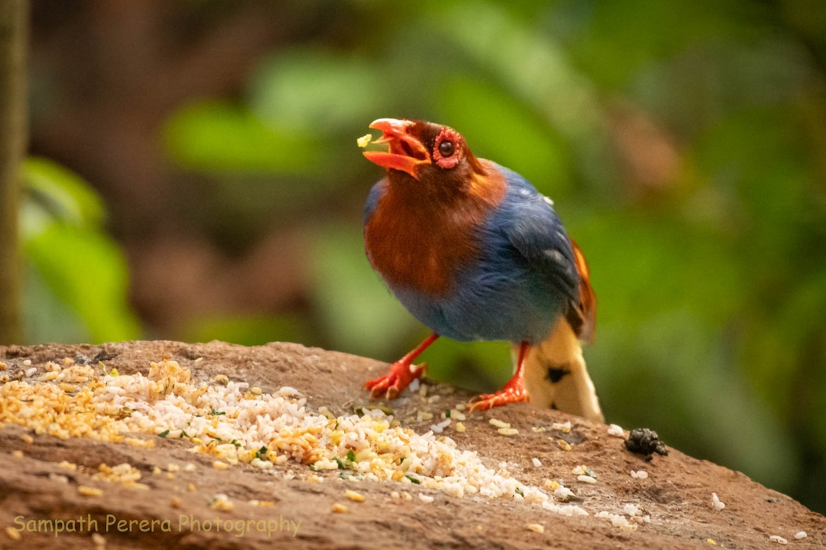 Sri Lanka Blue-Magpie - Sampath Indika Perera