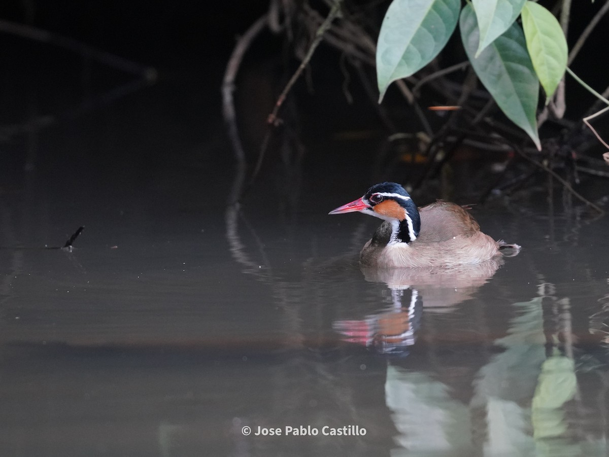 アメリカヒレアシ - ML616893228