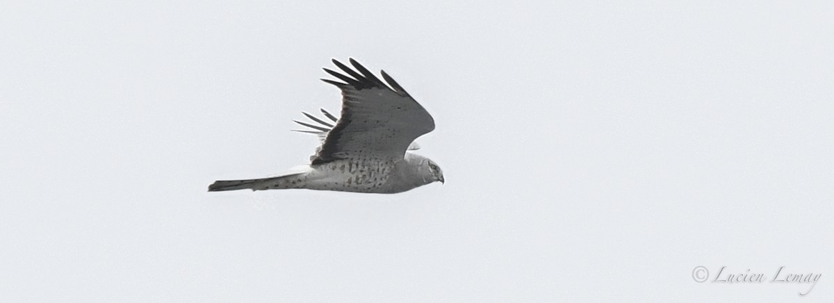 Northern Harrier - ML616893280