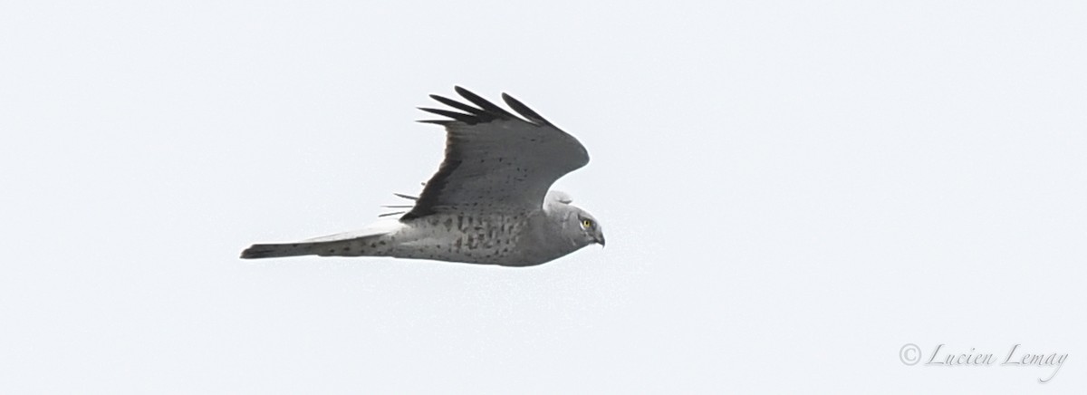 Northern Harrier - ML616893282