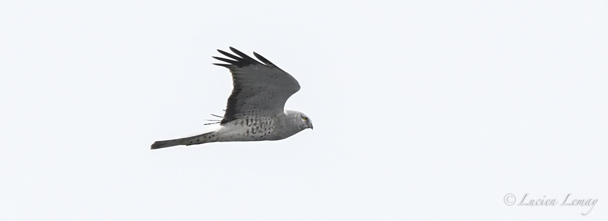 Northern Harrier - ML616893285