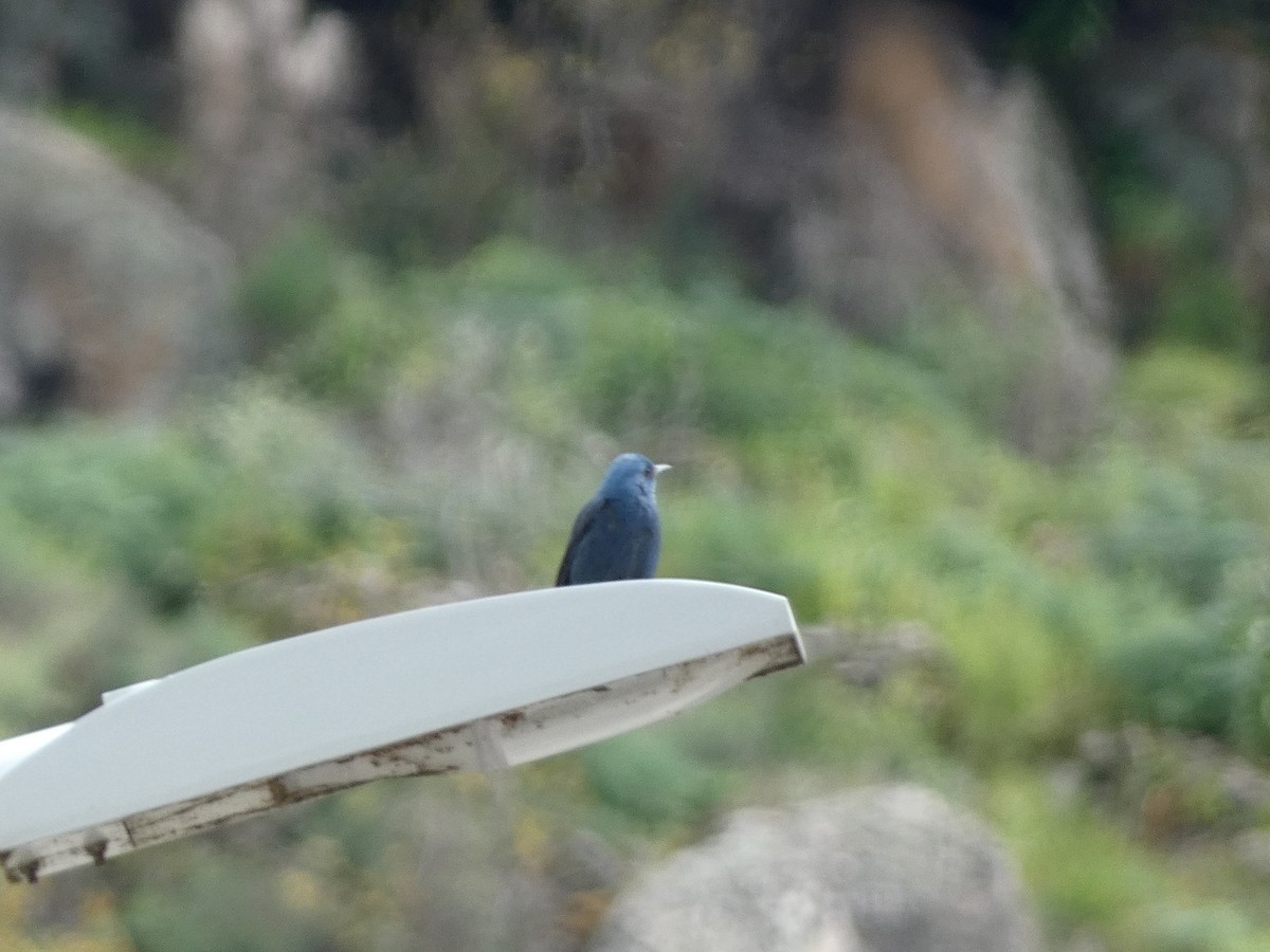 Blue Rock-Thrush - Flávio Oliveira