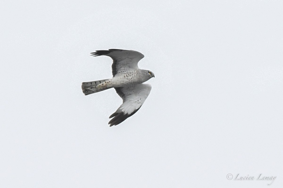 Northern Harrier - ML616893298