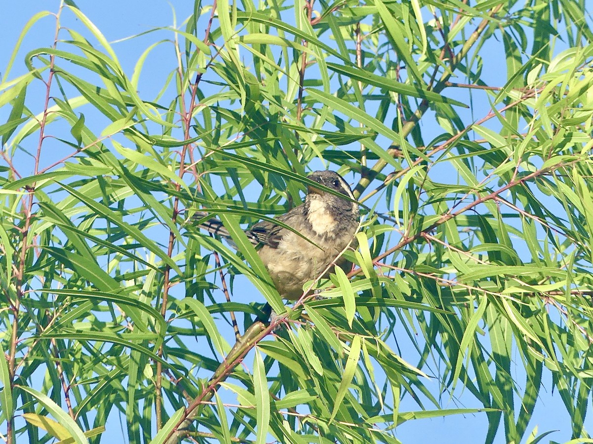 Golden-billed Saltator - ML616893425