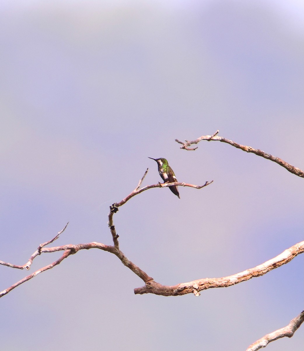 kolibřík trnoocasý - ML616893460