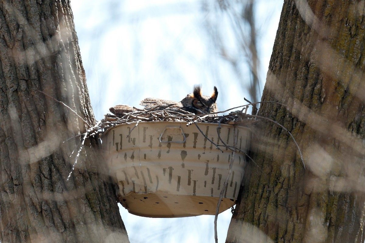 Great Horned Owl - ML616893486