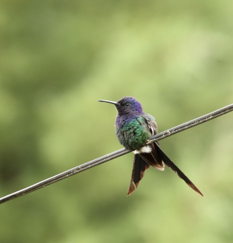 Swallow-tailed Hummingbird - ML616893509