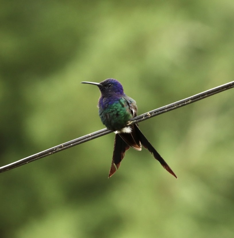Swallow-tailed Hummingbird - ML616893510
