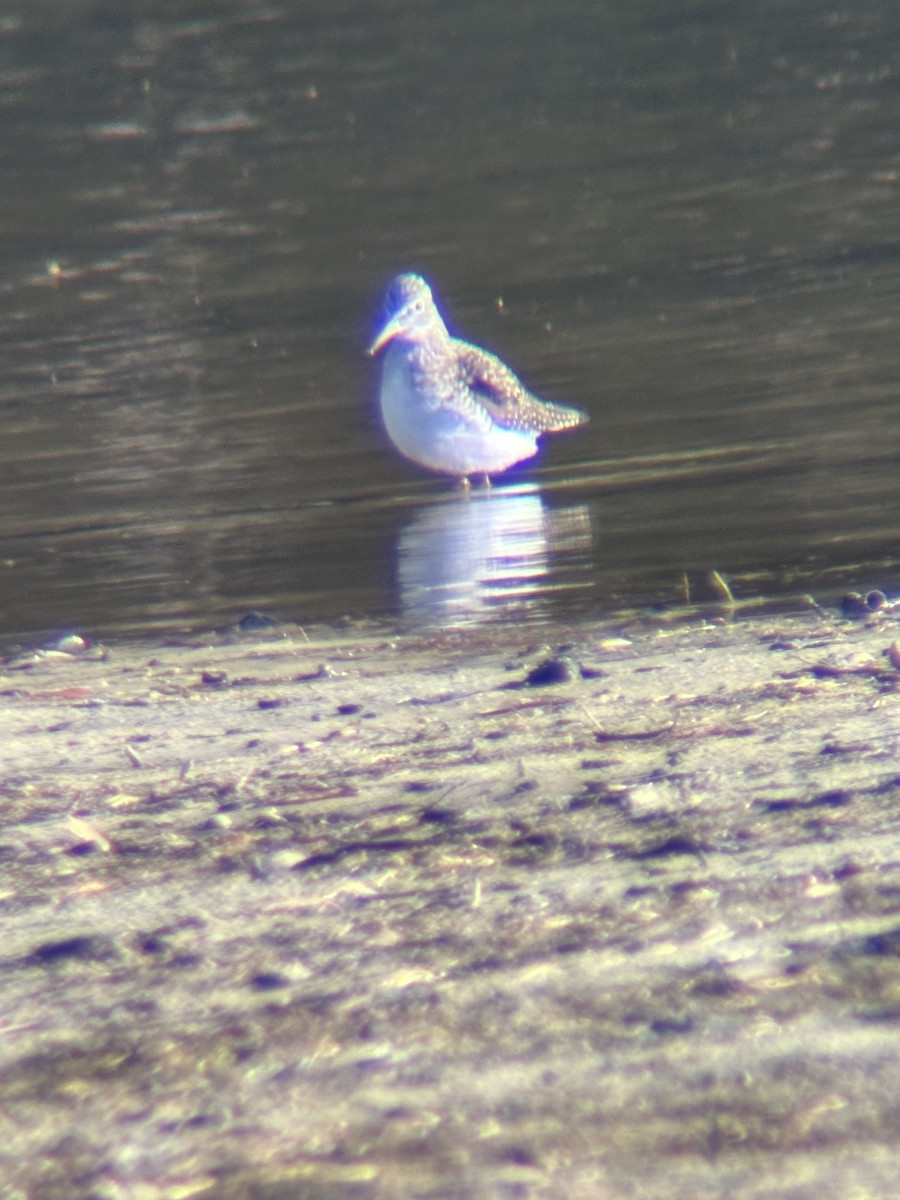 Solitary Sandpiper - ML616893568