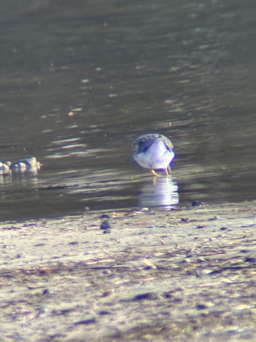 Solitary Sandpiper - Don Vroblesky