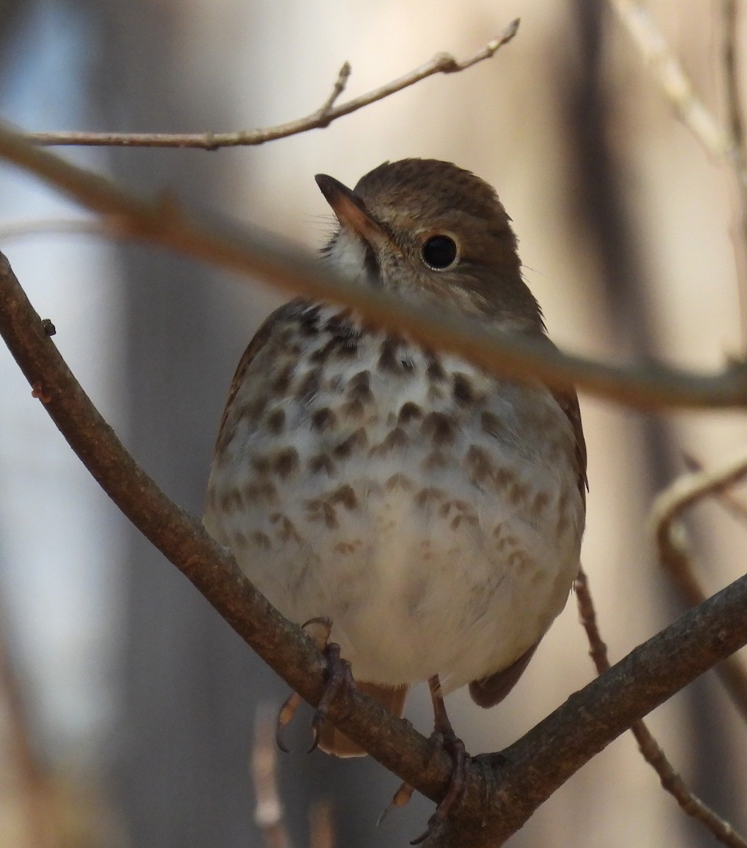 Hermit Thrush - ML616893577