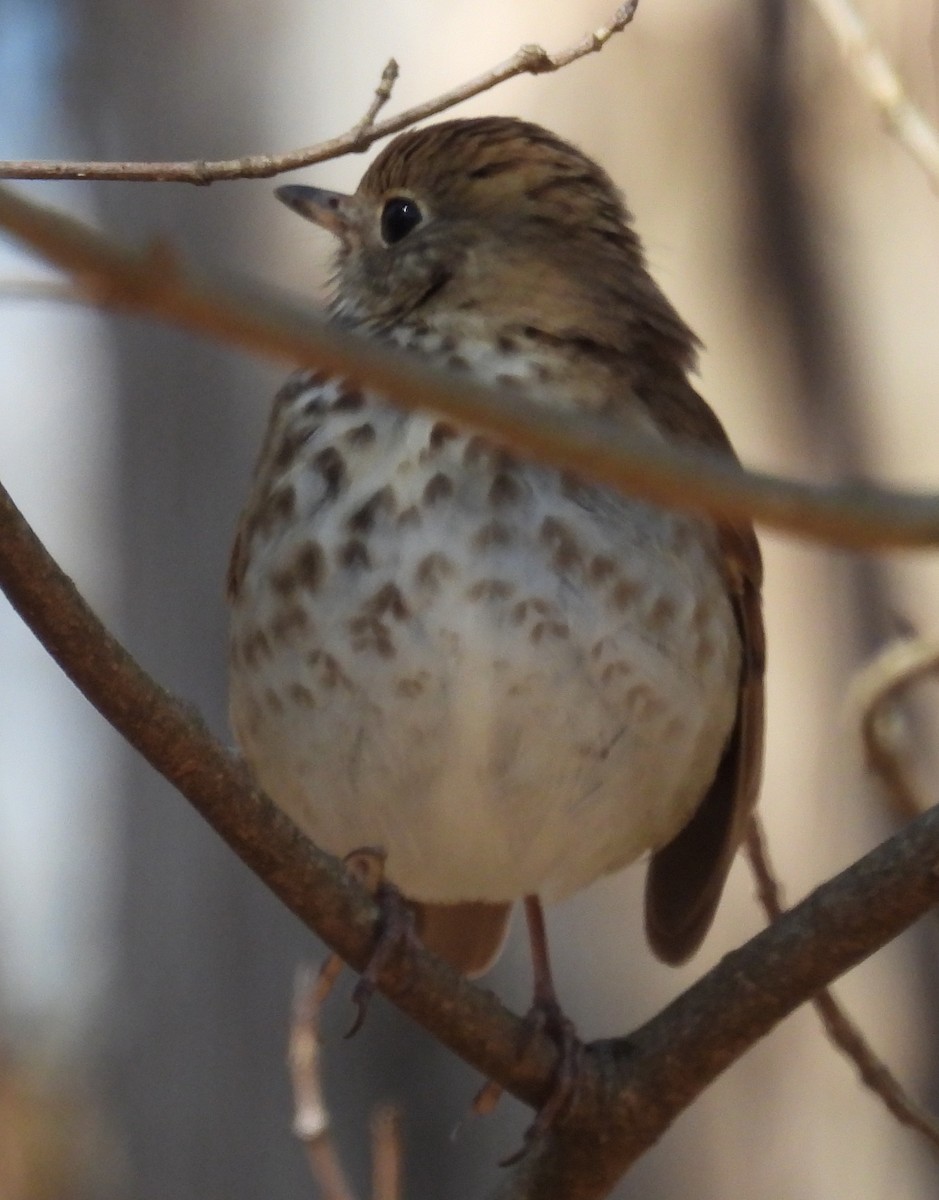 Hermit Thrush - ML616893578