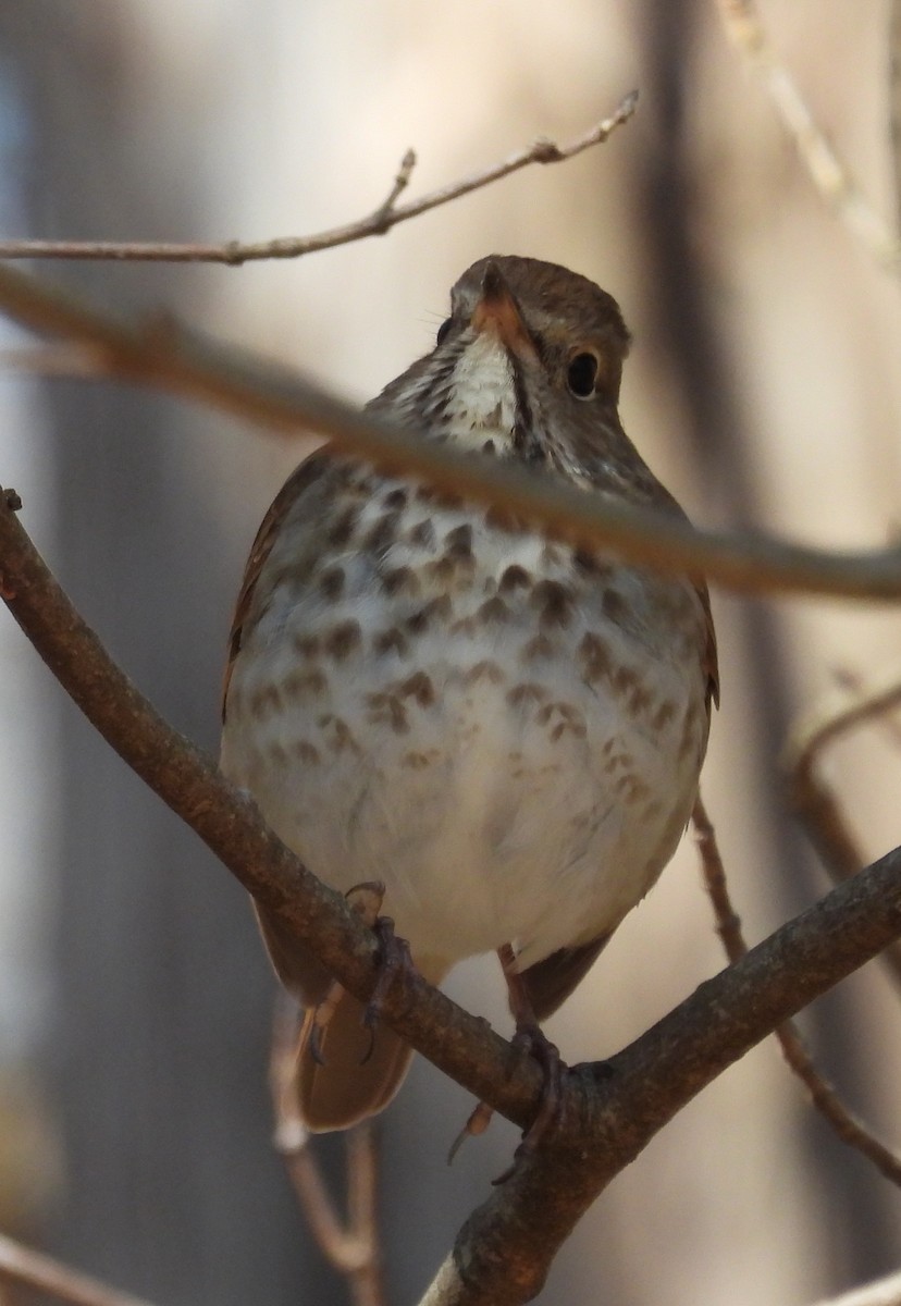 Hermit Thrush - ML616893579