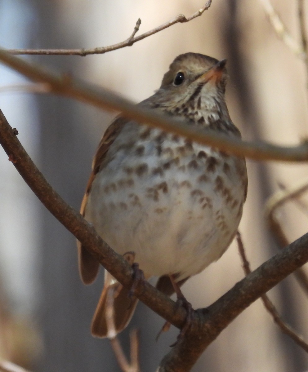 Hermit Thrush - ML616893580