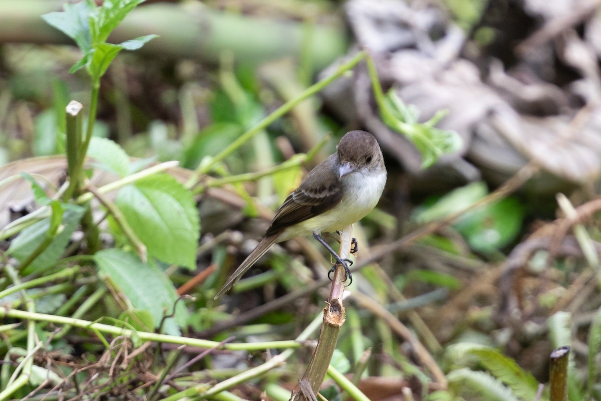 Sad Flycatcher - ML616893638