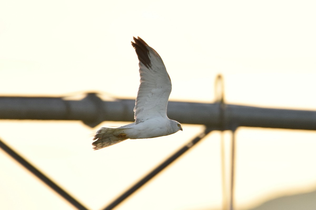 Pallid Harrier - ML616893649