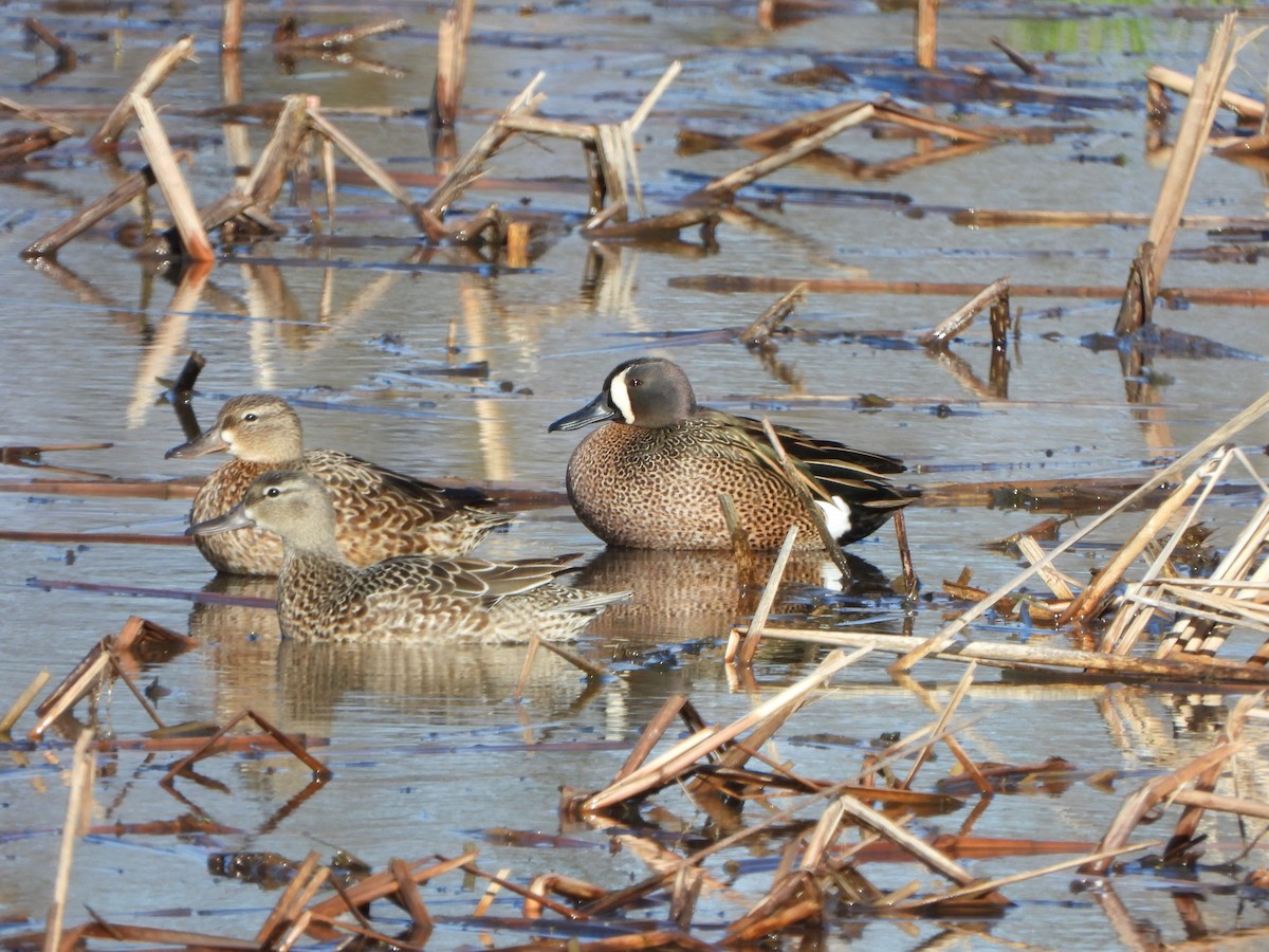 Blue-winged Teal - ML616893652