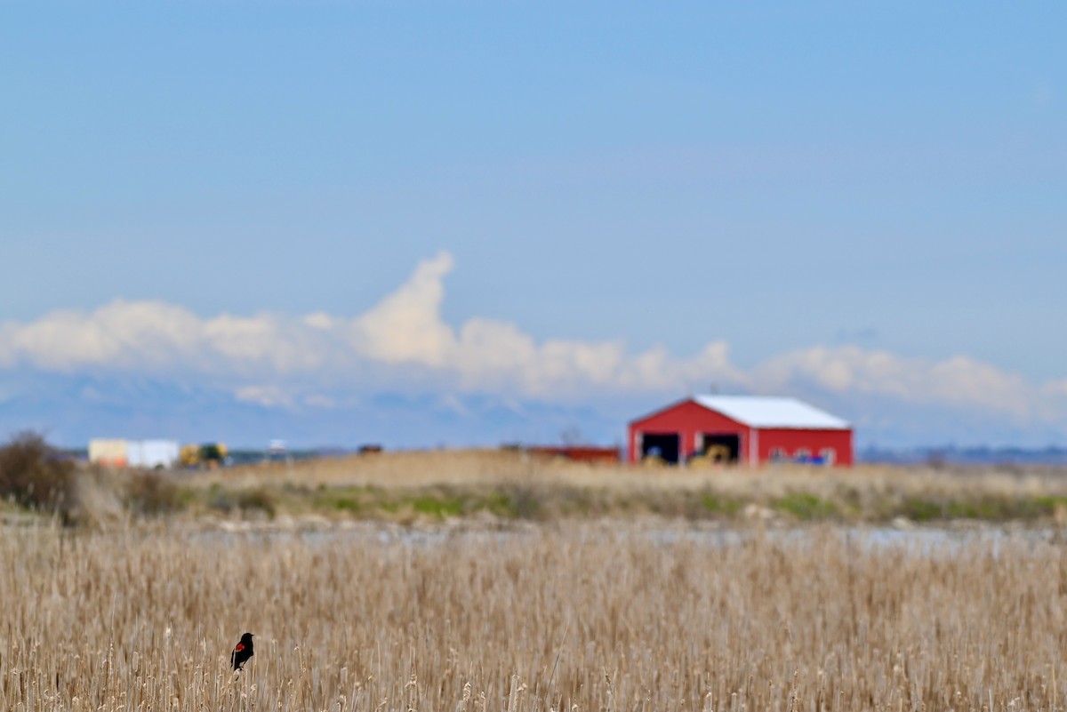 Red-winged Blackbird - ML616893699