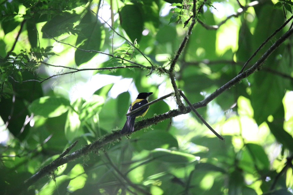 White-throated Shrike-Tanager - ML616893708