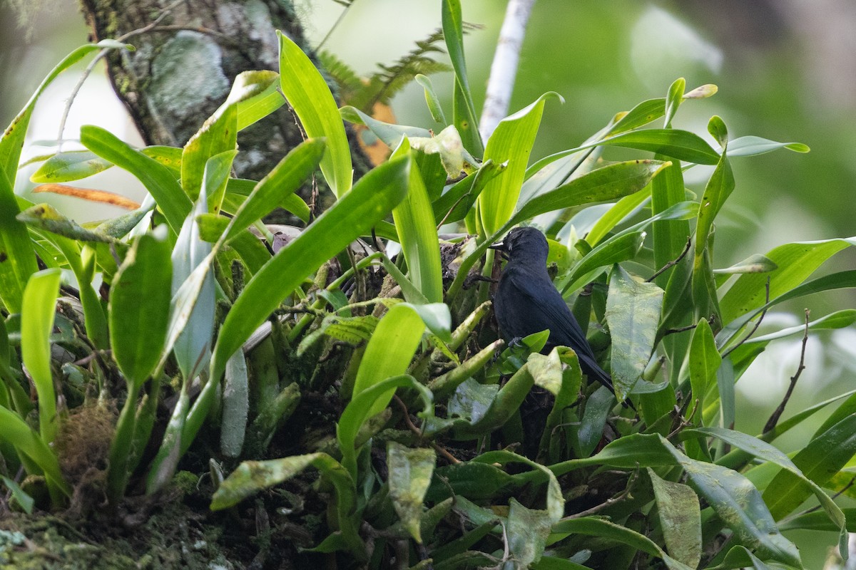 Jamaican Blackbird - ML616893710