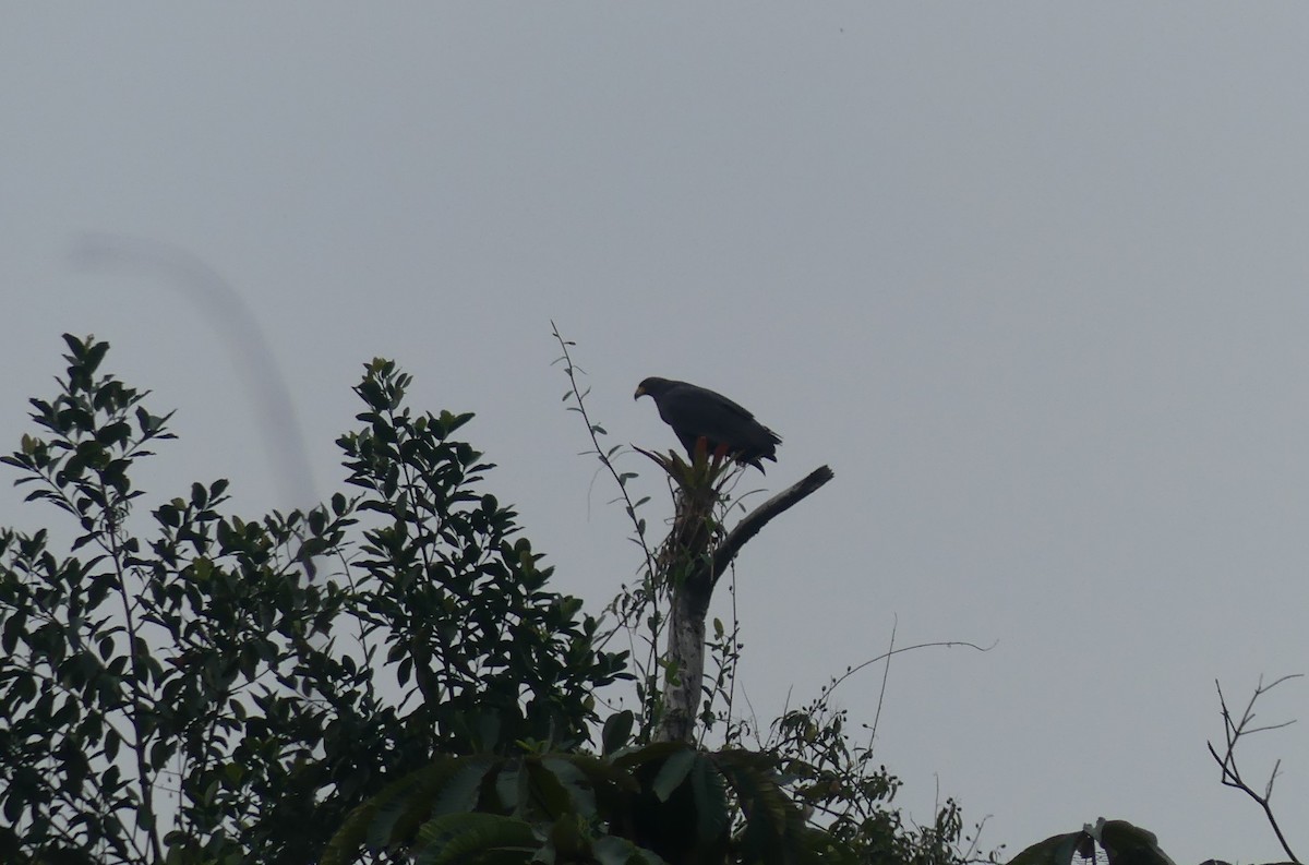 Solitary Eagle - Martha Rubio