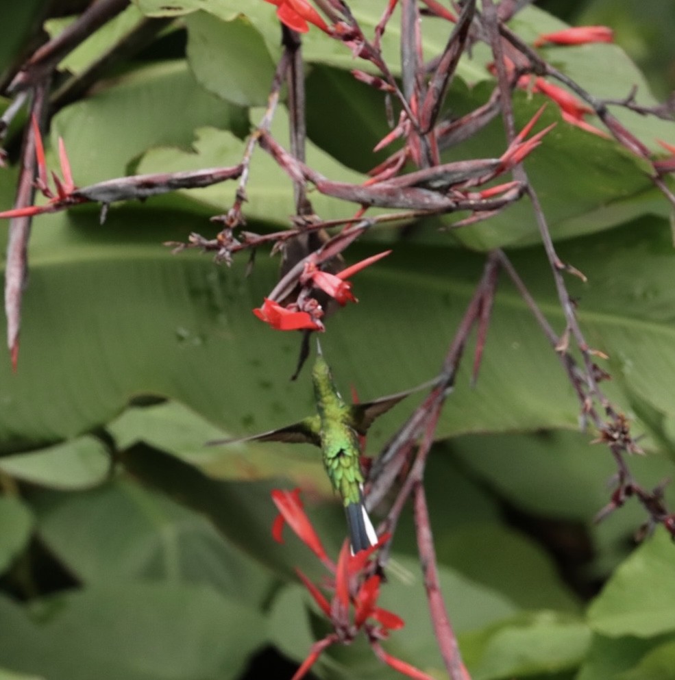 Black-eared Fairy - ML616893781