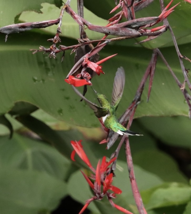 Colibrí Hada Oriental - ML616893783