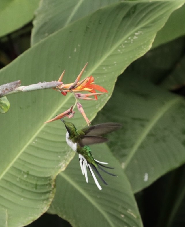 Black-eared Fairy - Janaina Souza