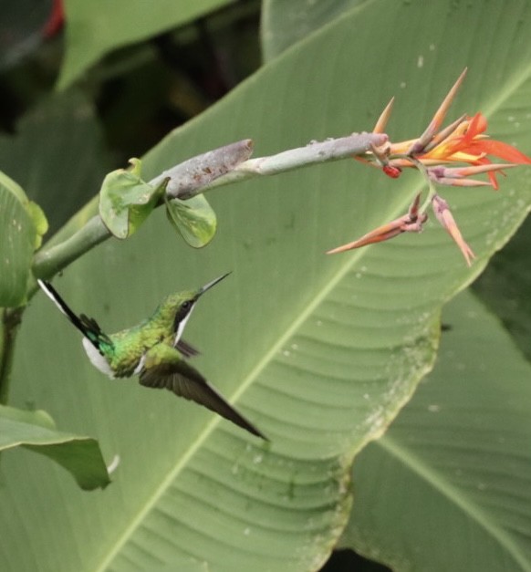 Black-eared Fairy - Janaina Souza