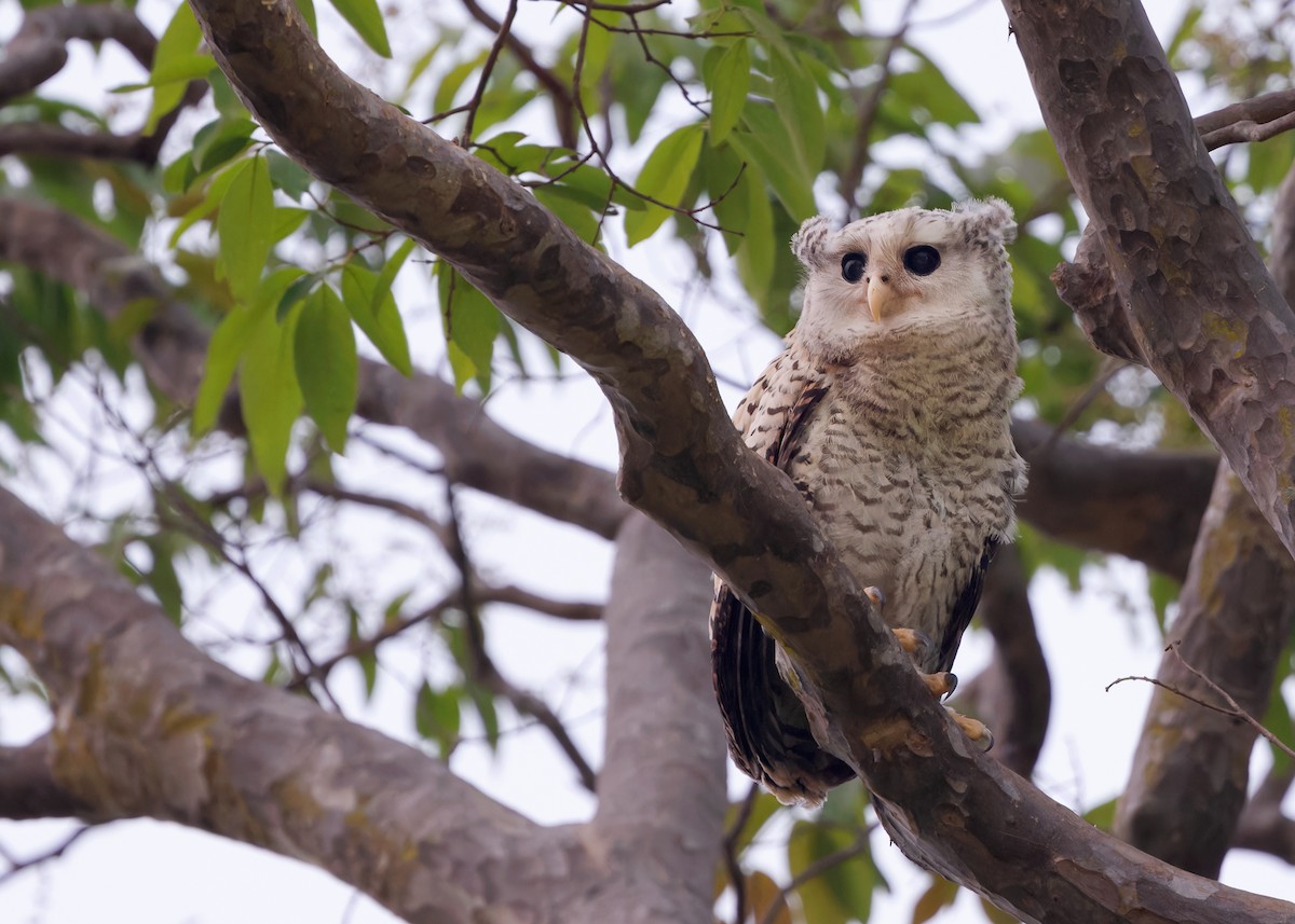Spot-bellied Eagle-Owl - ML616893796