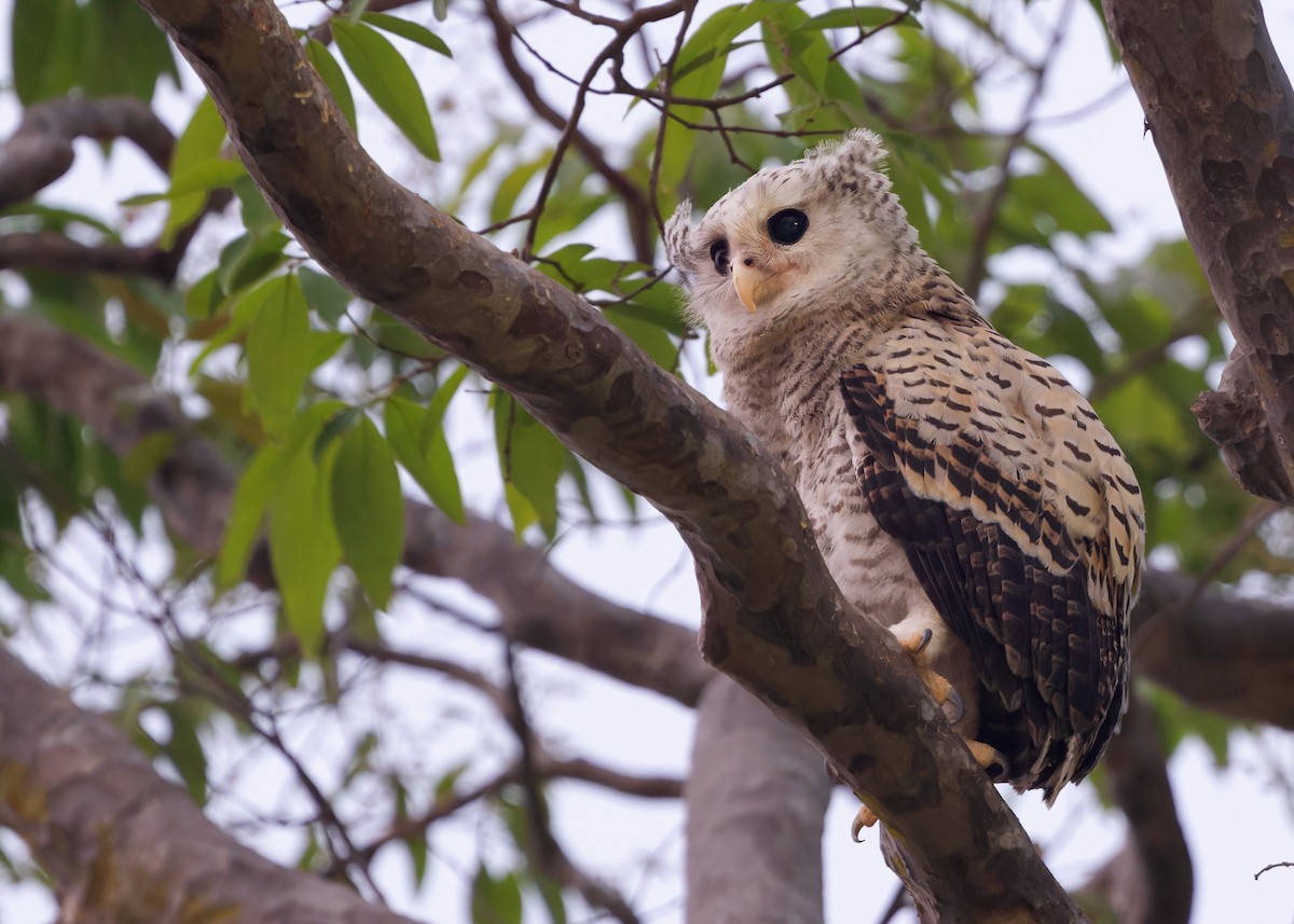 Spot-bellied Eagle-Owl - ML616893797